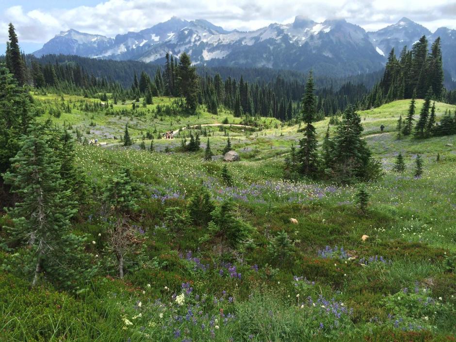 Vast alpine gardens in Paradise.